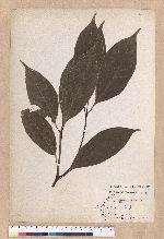 Cinnamomum micranthum (Hayata) Hayata 冇樟