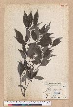 Cyclobalanopsis longinux (Hayata) Schott. 錐果櫟