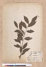 Lindera communis Hemsl. 香葉樹