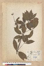 Neolitsea aciculata (Blume) Koidz. 銳葉新木薑子