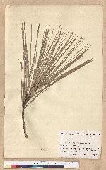 Pinus sabiniana Douglas