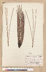 Pinus coulteri D. Don.
