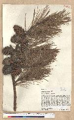Pinus echinata Mill