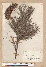 Pinus strobus L.