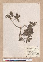 Quercus tatakaensis Tomiya 銳葉高山櫟