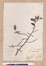 Quercus prinoides Willd. var. acuminata (Michx)