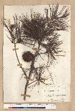 Pinus clausa (Chapm.) Vasey
