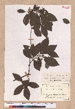 Lindera umbellata Thunberg