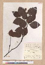 Fagus crenata Blume
