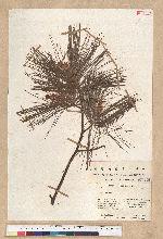 Pinus strobus L.