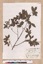 Quercus tarokoensis Hayata 太魯閣櫟