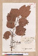 Lindera obtusiloba Blume