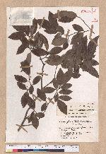 Lindera glauca (Sieb. & Zucc.) Blume 白葉釣樟