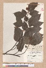 Fagus crenata Blume