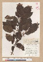 Fagus sylvatica L. rohanii Koerber