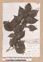Fagus grandifolia Ehrh