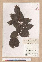 Fagus crenata Blume
