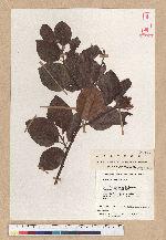 Fagus sylvatica L. var. pendula loud
