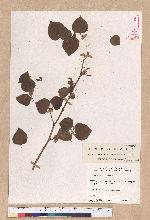 Lindera obtusiloba Blume