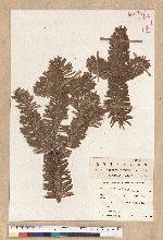 Abies Homolepis Siebold et Zucc. var. umbellata (Mayr) Wilson
