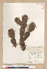 Abies Homolepis Siebold et Zucc. var. umbellata (Mayr) Wilson