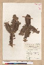 Abies Homolepis Siebold et Zucc.