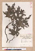 Quercus coccinea Muenchh