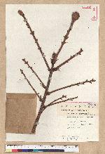 Picea abies Acrocona