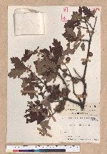 Quercus ilicifolia Wangh.