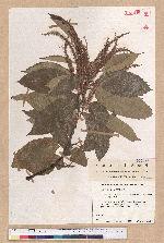 Castanea mollissima Blume 板栗