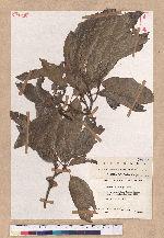 Quercus imbricaria Michx.