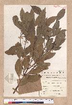 Cinnamomum insulari-montanum Hayata 山肉桂(台灣肉桂)