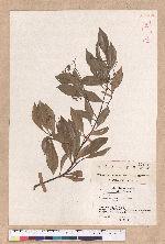 Cinnamomum doederleinii Engl.