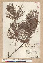Pinus strobus L.