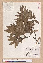 Cyclobalanopsis hypophaea (Hayata) Kudo 灰背櫟