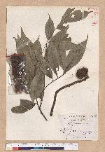 Castanopsis kusanoi Hayata 細刺苦櫧