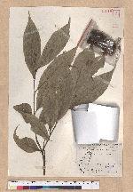 Castanopsis kusanoi Hayata 細刺苦櫧