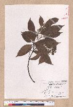 Cryptocarya chinensis (Hance) Hemsl. 厚殼桂