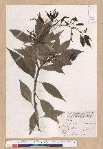 Cyclobalanopsis globosa Lin & Liu 圓果椆