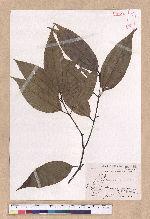 Cinnamomum osmophloeum Kanehira 土肉桂