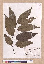 Cinnamomum osmophloeum Kanehira 土肉桂