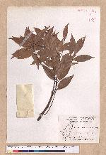 Cinnamomum brevipedunculatum C. E. Chang 小葉樟