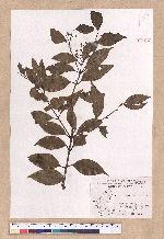 Cinnamomum osmophloeum Kanehira 土肉桂