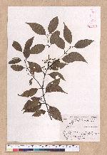 Cinnamomum osmophloeum Kanehira 土肉桂
