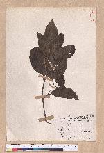 Cryptocarya concinna Hance 海南厚殼桂