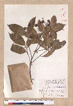 Cryptocarya chinensis (Hance) Hemsl. 厚殼桂