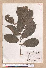 Cryptocarya concinna Hance 海南厚殼桂