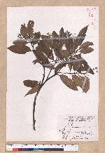 Cinnamomum randaiense Hayata 香桂