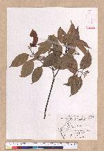 Cryptocarya chinensis (Hance) Hemsl. 厚殼桂