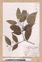 Cinnamomum osmophloeum Kanehira 土肉桂